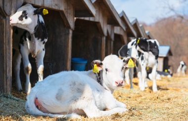 写真：広尾町の動物