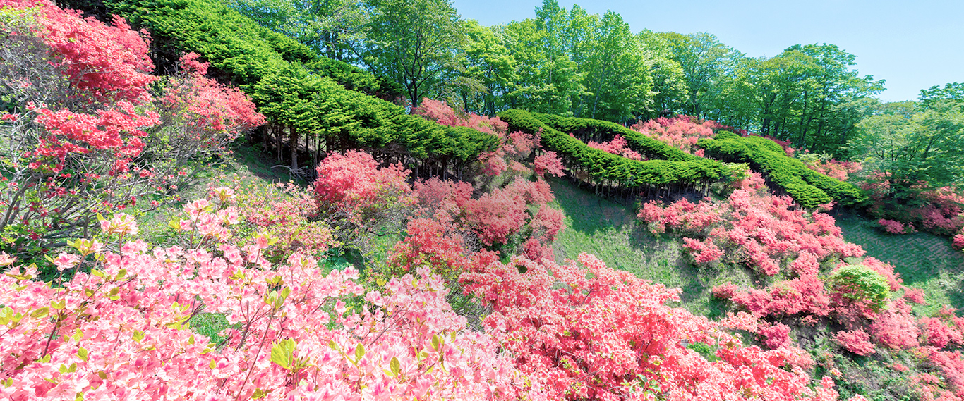 写真：広尾町に咲く花