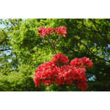 広尾町の花スポット